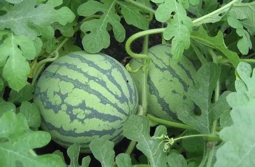 盐城吃瓜网红,带你领略地方美食风情